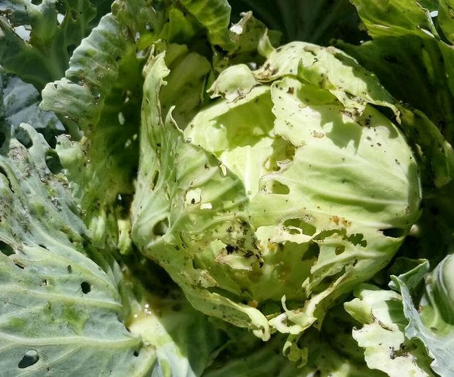 如何有效防治菜青虫