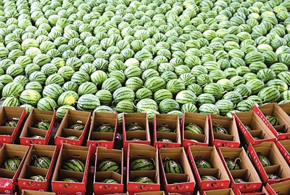 麒麟西瓜：到底啥来路？为啥那么甜？