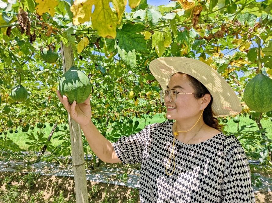 创新立体种植模式，人大代表李瑛带领村民走上致富路