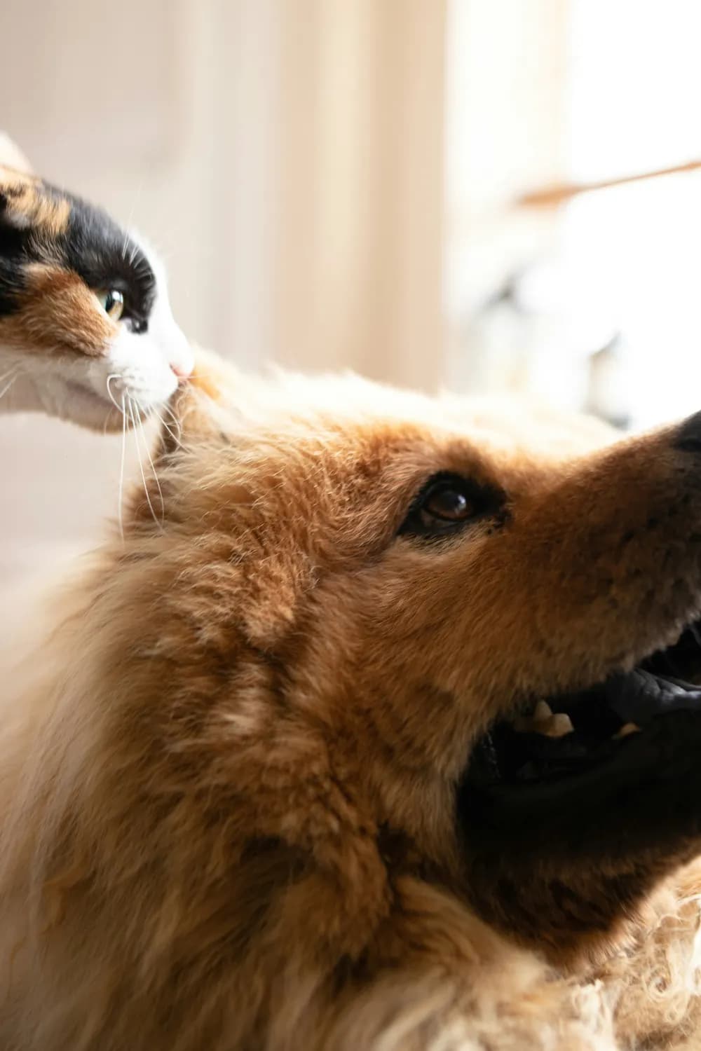 科学证实：狗确实比猫更聪明