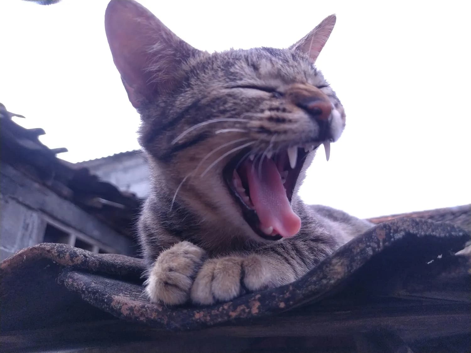 猫咪叫声中的心理暗示：你听懂了吗？