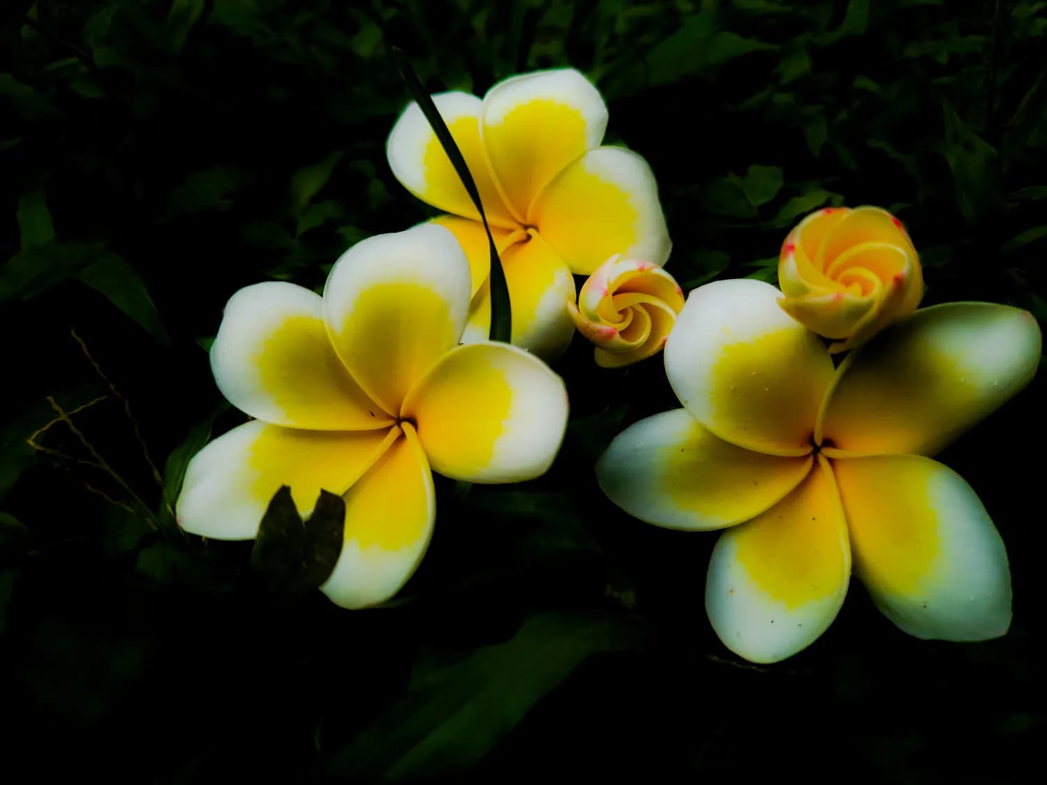 揭秘栀子花变色之谜：花色多样性背后的科学原理