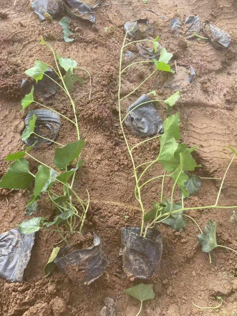 北京墙壁垂直绿化植物选择指南