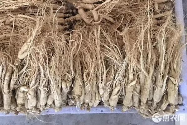 人参怎么种植？