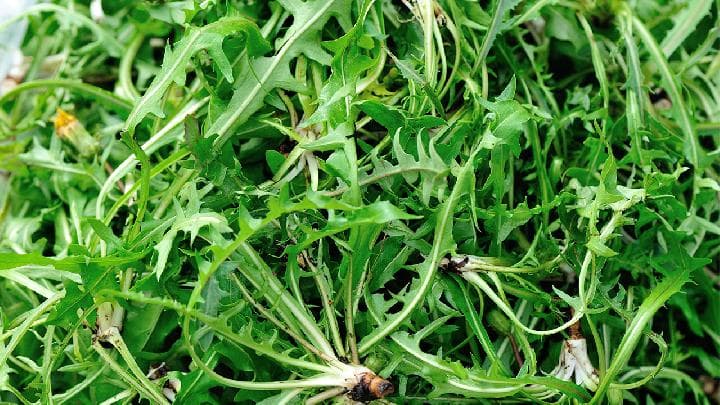 蒲公英既能观赏又能食用 推荐8道做法