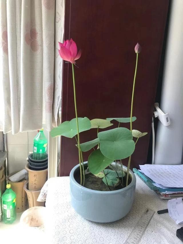 碗莲可以用土栽吗？