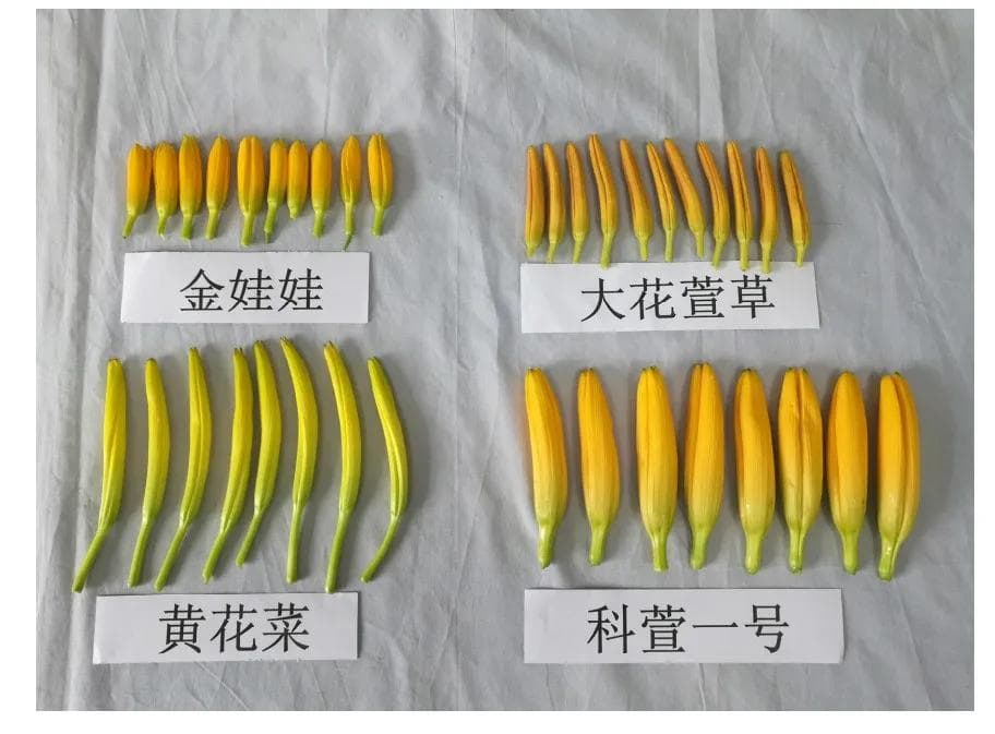 大花萱草和黄花菜,傻傻分不清楚?