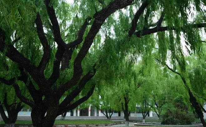 “五树不能砍，一砍财运散”：中国农村的风水树文化