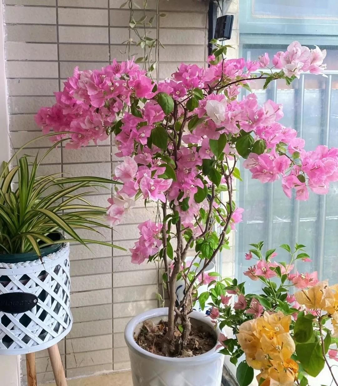老花匠忠告：养三角梅，我犯过5个不该犯的“错误”，请引以为戒