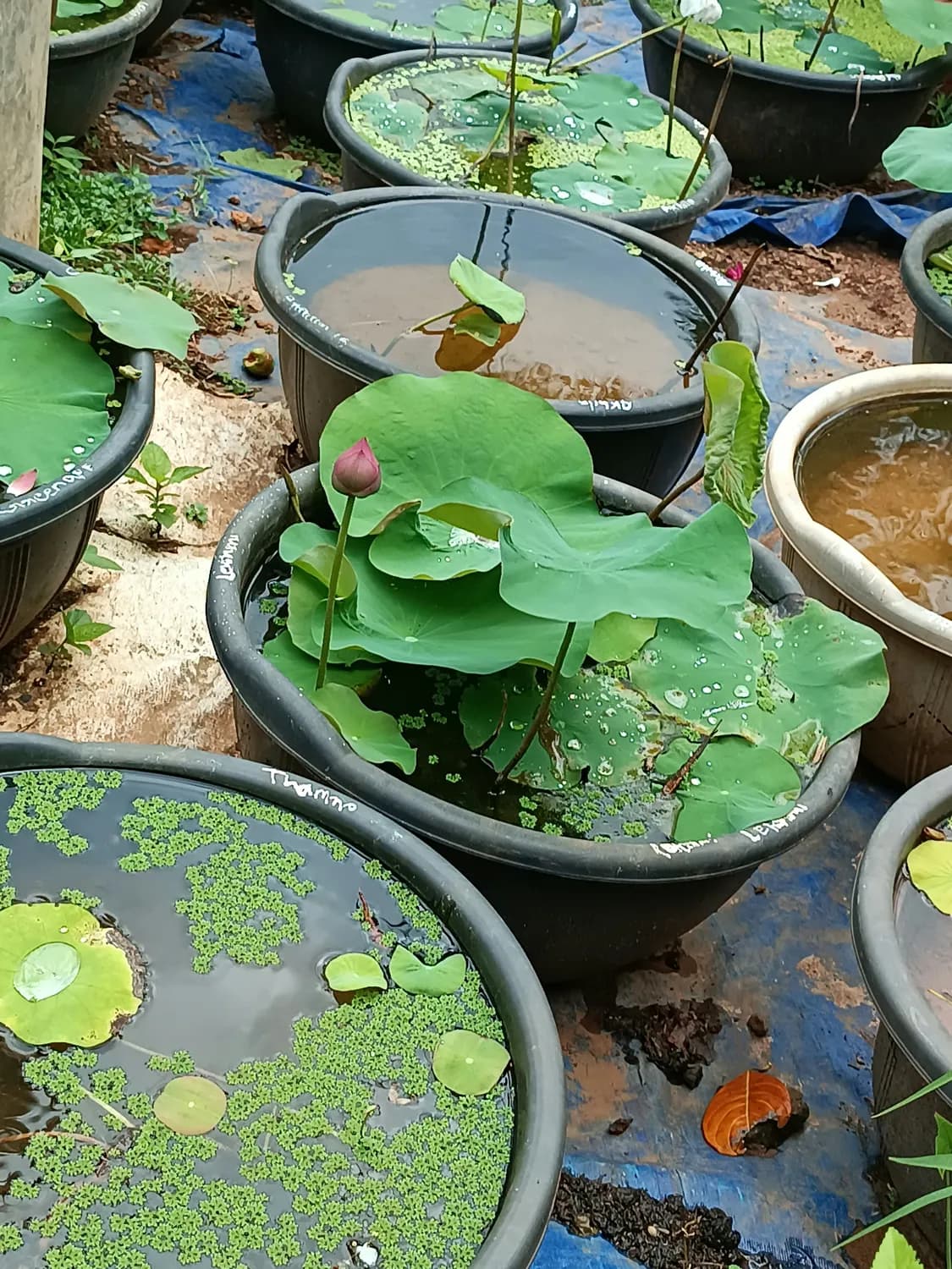 家庭花园种睡莲，新手也能变达人！