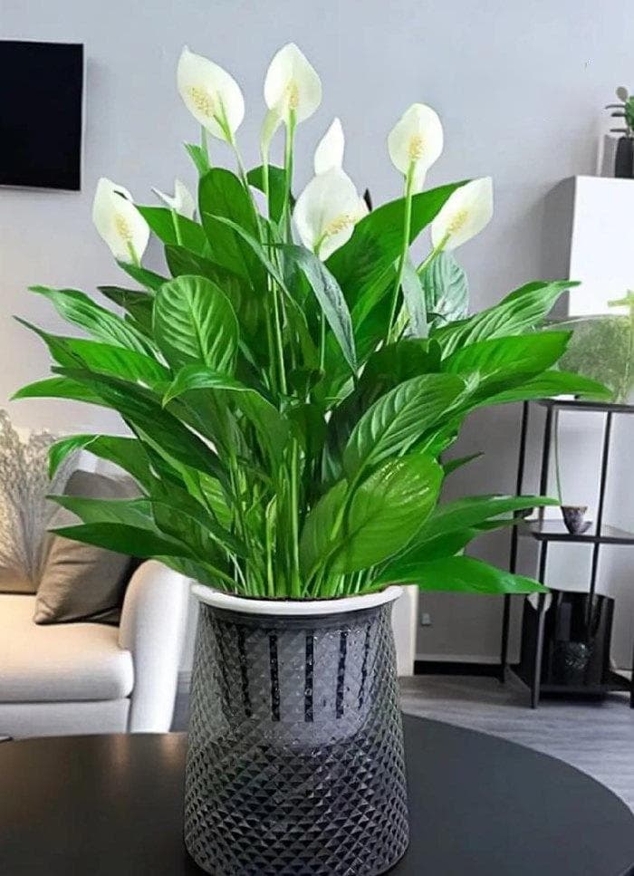 不需要阳光的室内水植物（完全不需要阳光的室内植物盆栽）