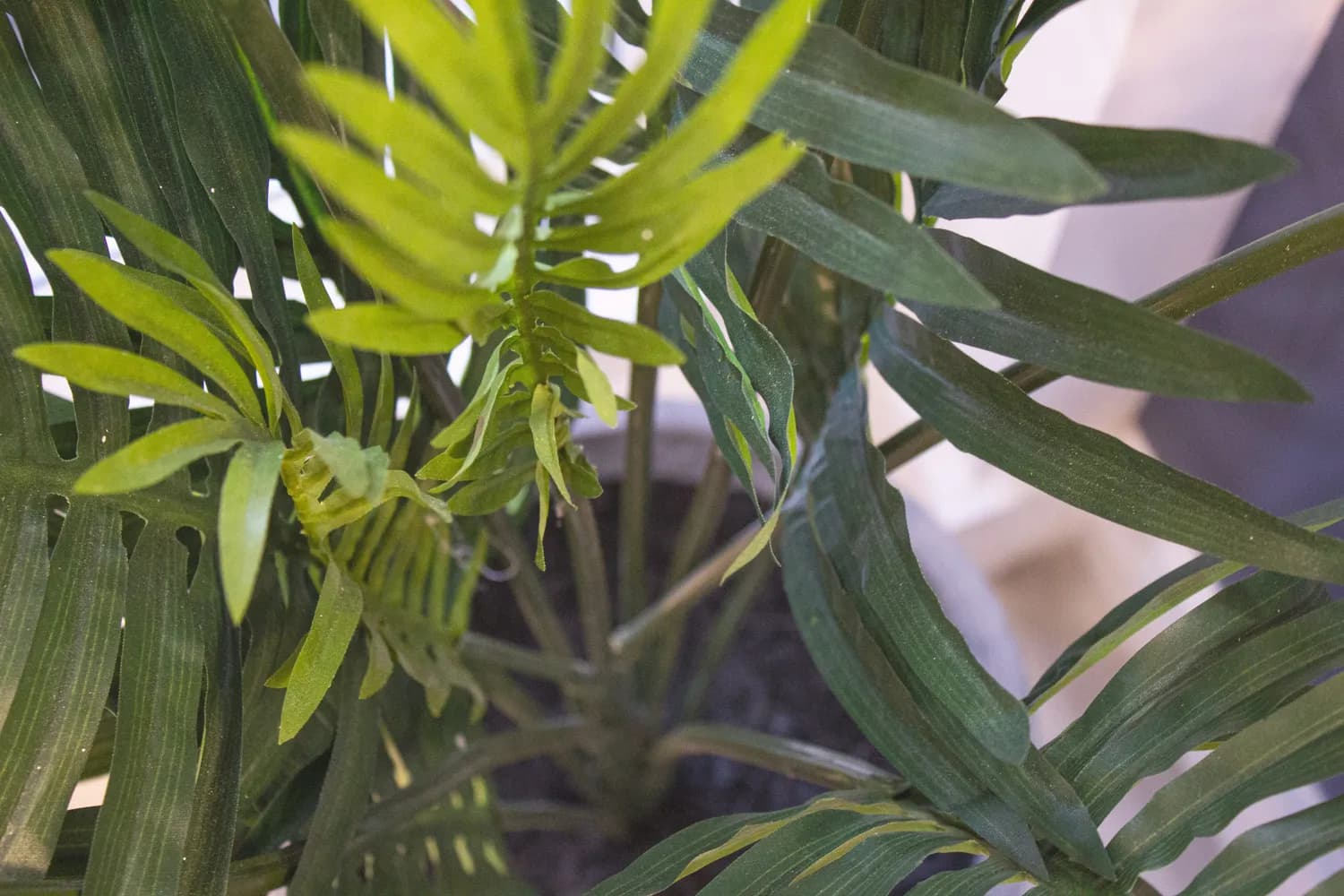 绿意盎然家居风水指南：打造幸运花园