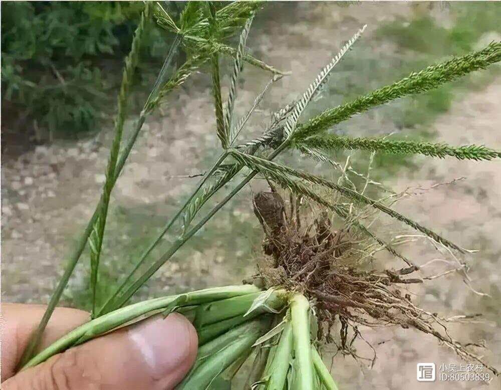 农民讨厌的牛筋草，原来有这么多意想不到的用途