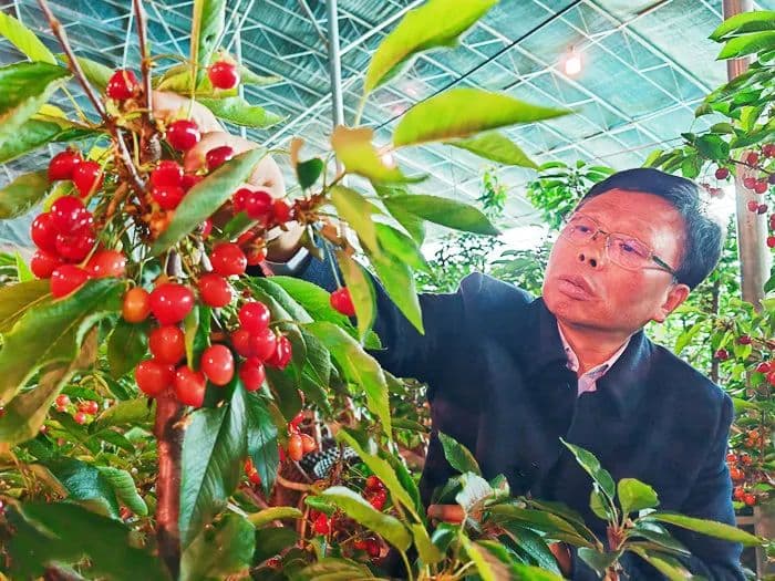 全省唯一！新安樱桃入选中国全球重要农业文化遗产预备名单