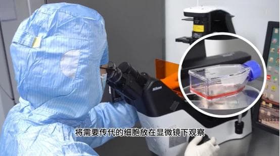 如何判断细胞汇合度