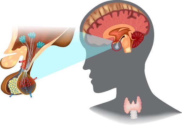 甲状腺旁腺功能怎么查的