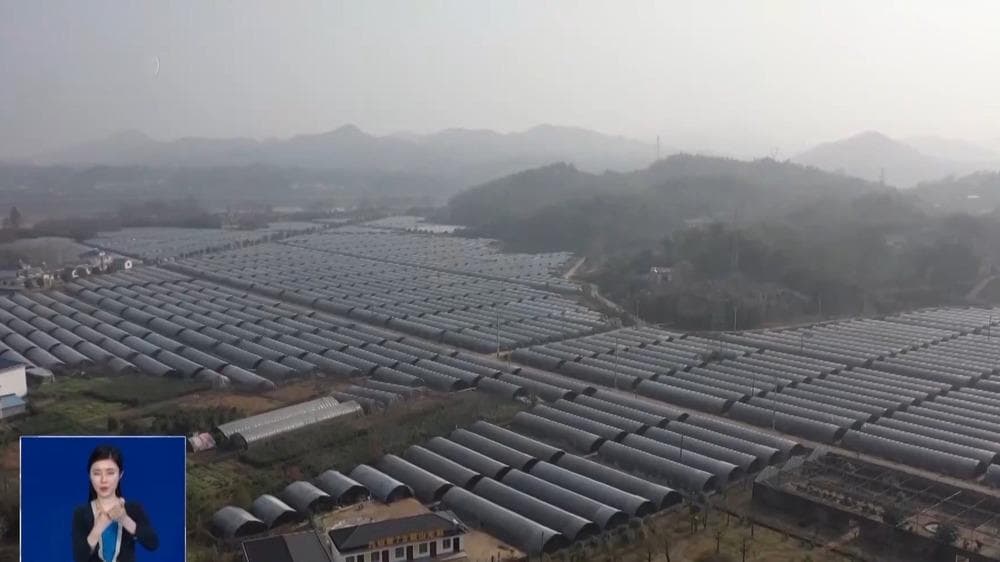一度“消失”的珍稀中药材身影重现 摸清我国中药“家底” 有多重要？