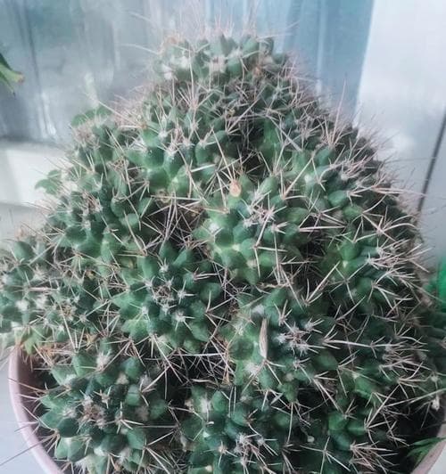 花盆里放泡沫和土可行吗？这样做有什么好处？