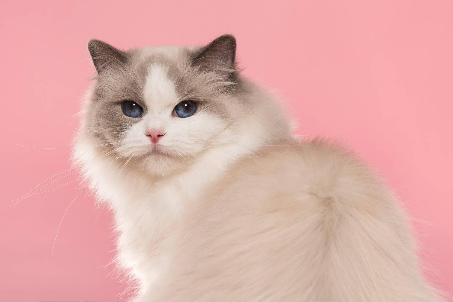 打造完美布偶猫生活：香港猫奴必读的布偶猫手册！