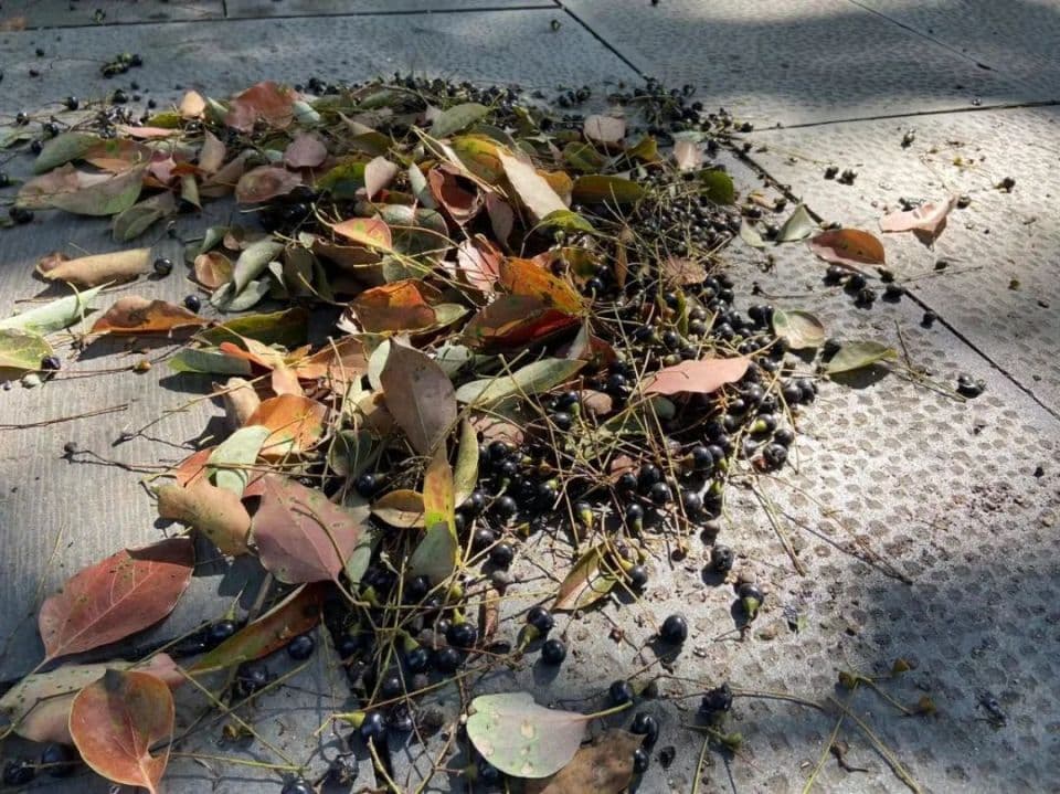 当心！这种黑色果实大量掉落，已让不少人“中招”