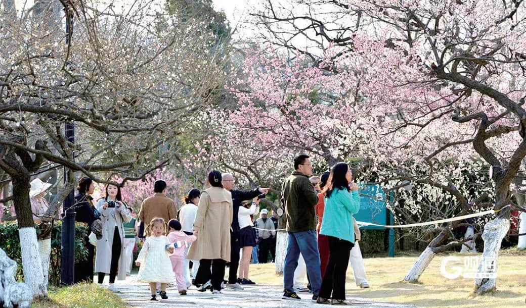 “赏花经济”朵朵开，青岛走向一路繁花