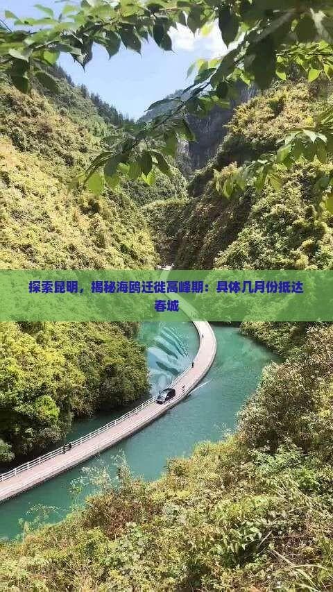 探索昆明，揭秘海鸥迁徙高峰期：具体几月份抵达春城