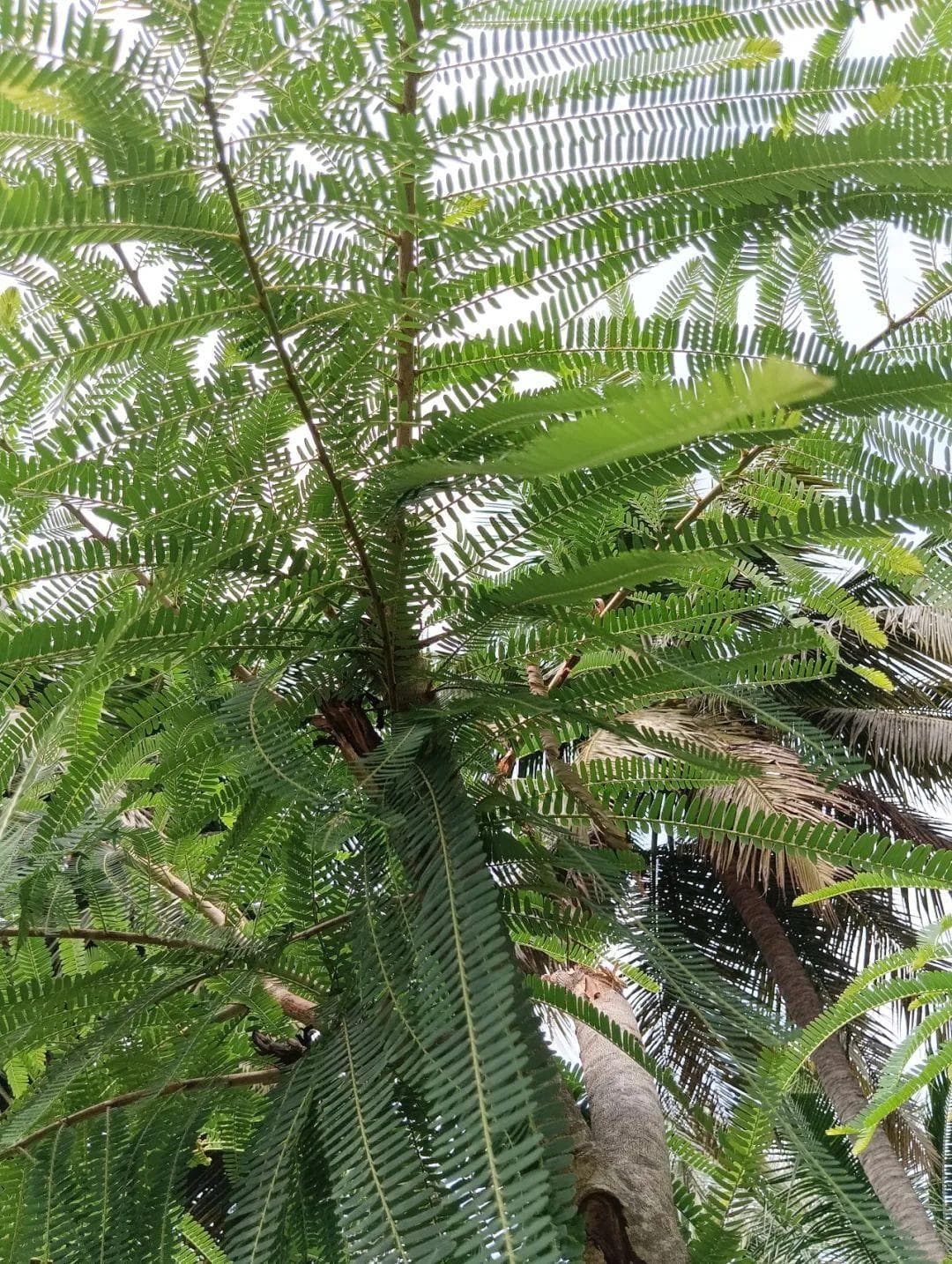 这个浑身是宝的水果，它的好处还真不只是缓解便秘！