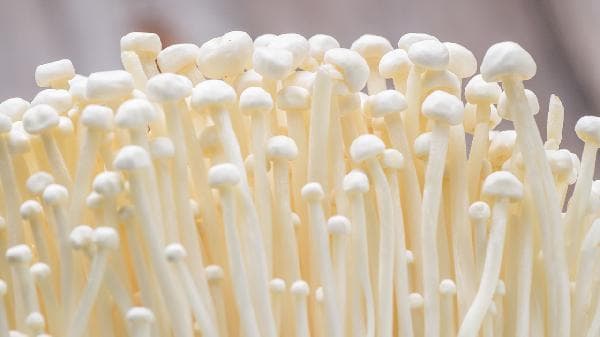 金针菇的营养价值与功效：从健脑到抗癌的全面解析