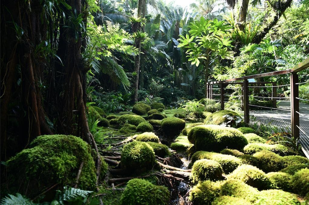 深圳现中国首个苔藓园：200平米空间里的生态奇观