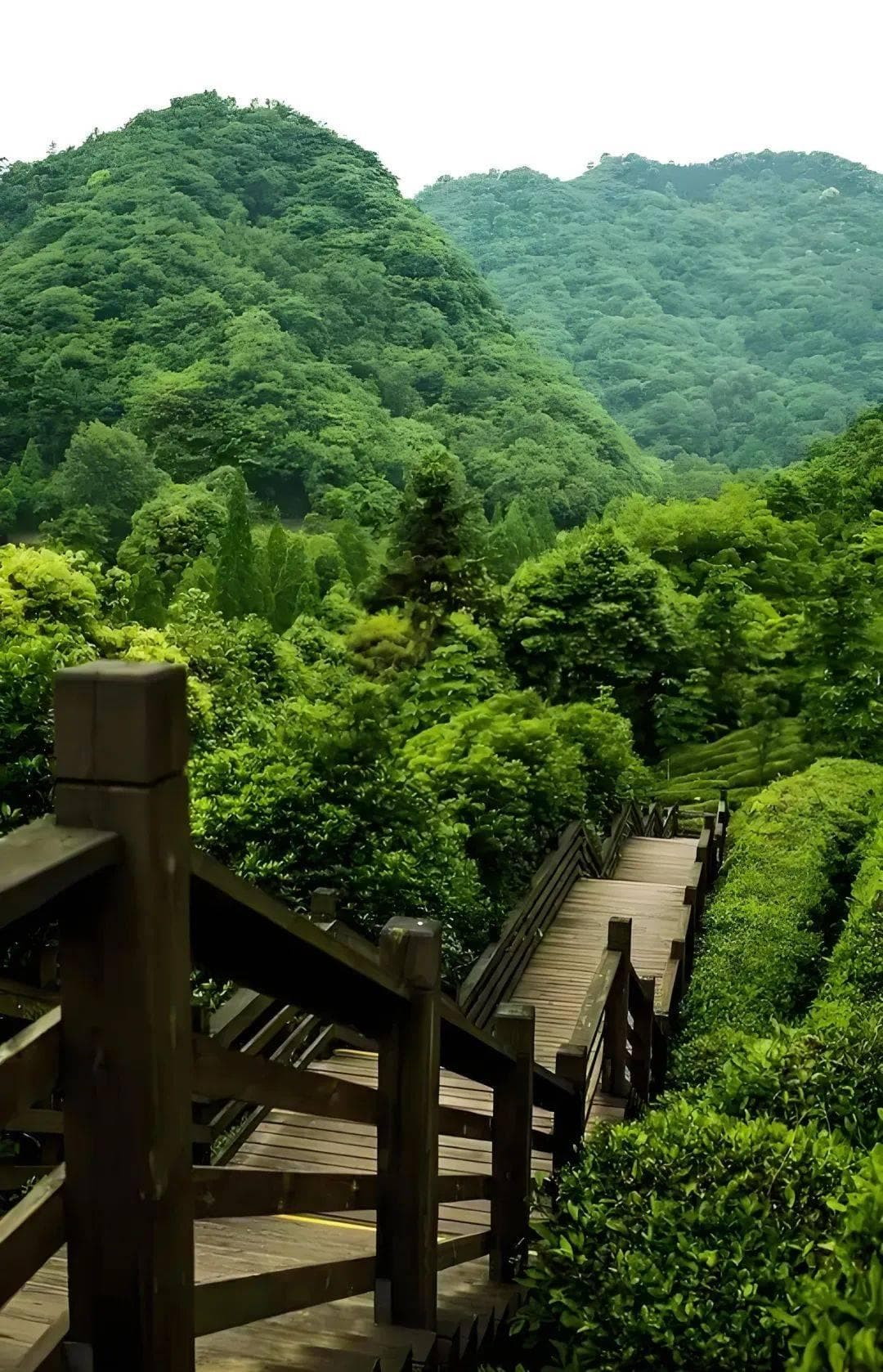 青城山：探寻幽境，道韵悠长的秘境之旅