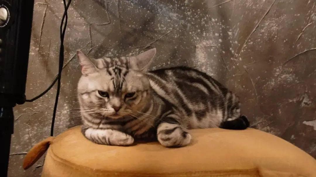 “猫经济”的崛起：哪些原因推动中国养猫人数的增长？