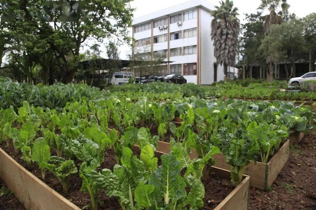 城市农耕：都市中的田园梦想
