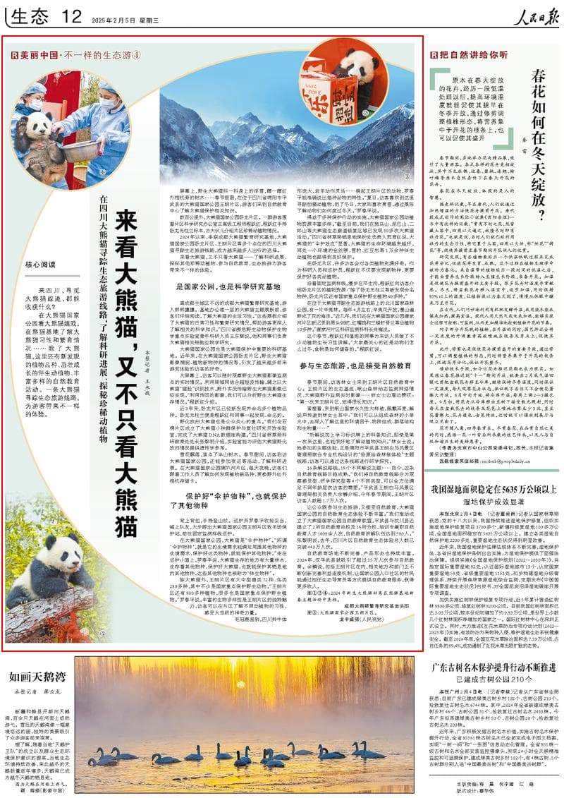 四川大熊猫寻踪生态旅游：不只是看大熊猫