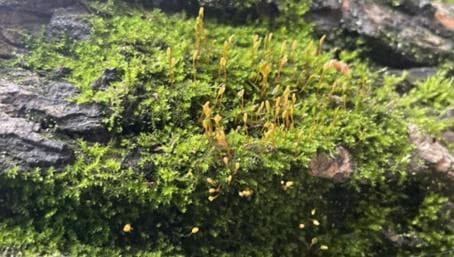 生物多样性｜探秘微小而坚韧的生命奇迹