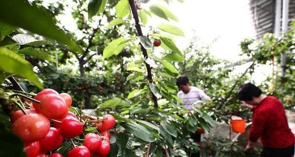 大樱桃的适宜种植地点及管理要点