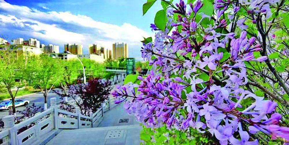 五月，丁香花开醉河湟