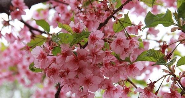 樱花——璀璨绽放的春日之美（探究樱花的历史、品种与文化价值）