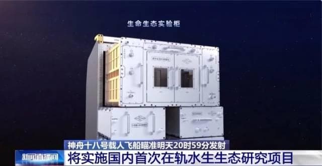 “太空养鱼”咋呼吸、吃什么、能活多久？解答来了
