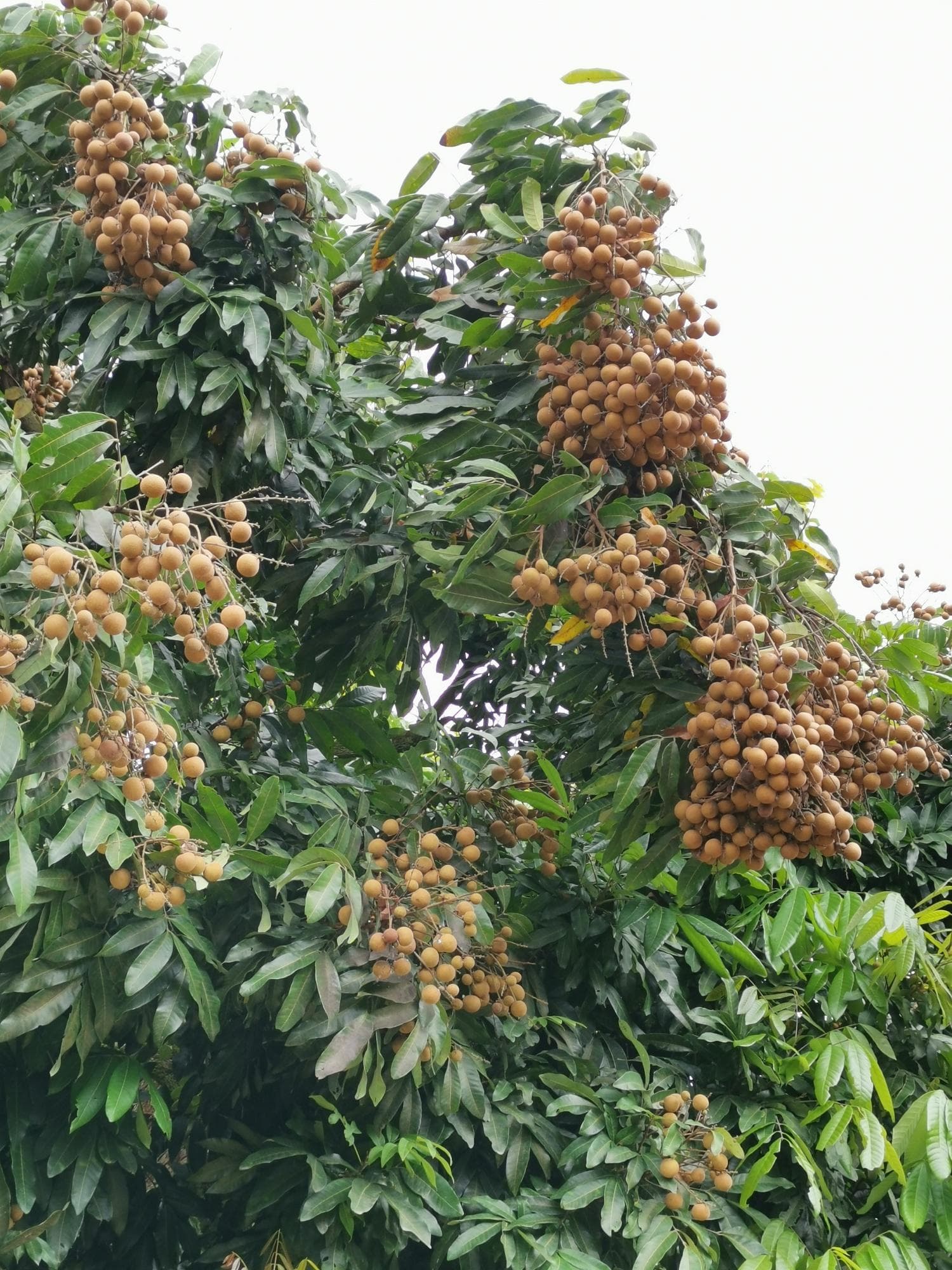海南汉小村：龙眼种植助力乡村振兴，年产值超6000万