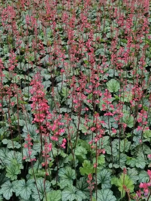 秋冬养花指南：这些花卉能耐-15℃低温