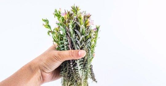 鹿茸粉：功效、营养价值、禁忌、正确食用方式