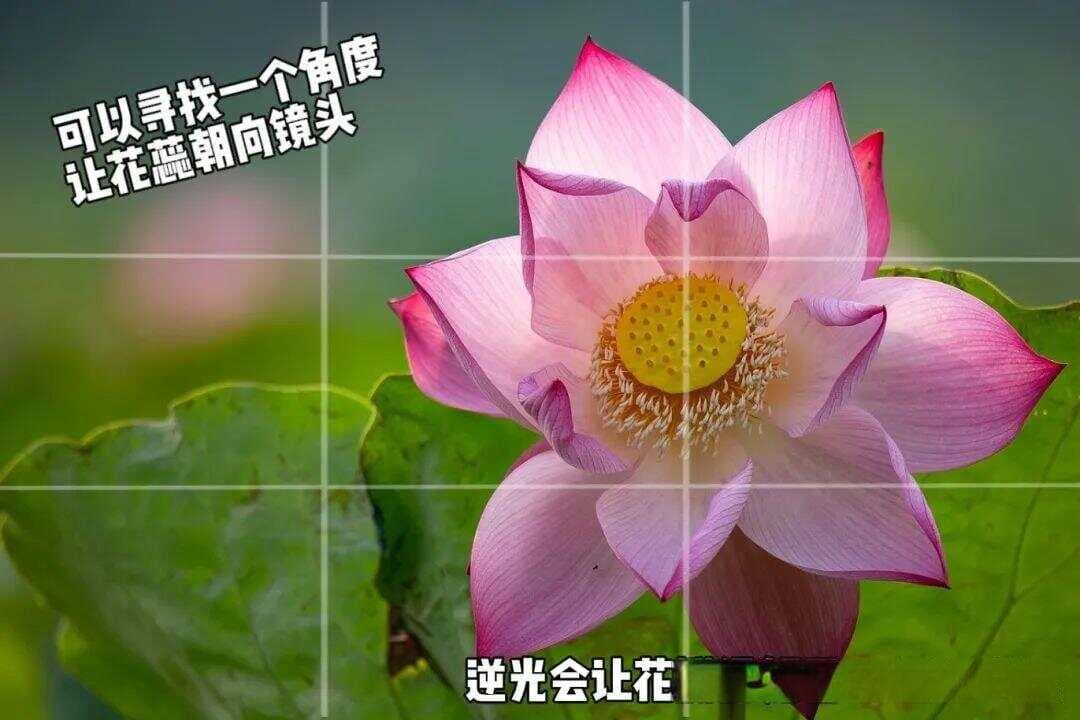 荷花摄影全攻略：12个技巧让你拍出绝美荷照