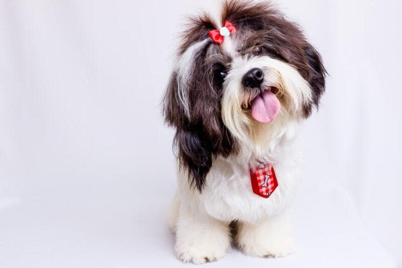 西施犬：友善活泼的毛发美丽的古老犬种