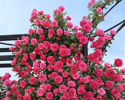 蔷薇开花时间及护理技巧全解析
