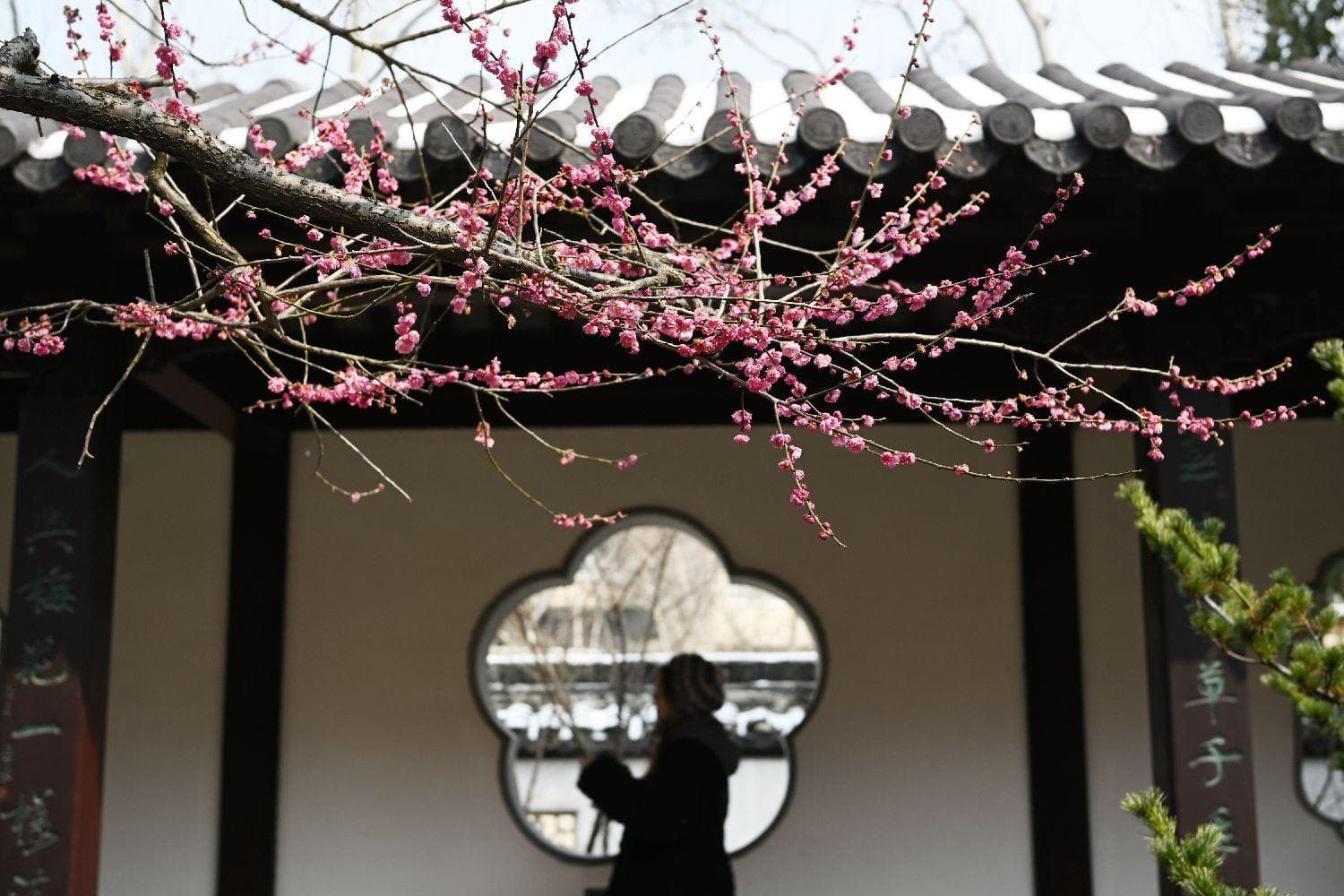 梅花，独步早春的“花魁”