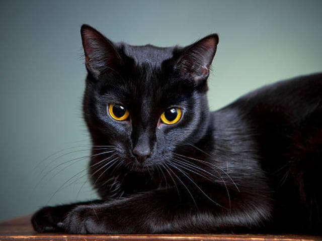 猫的颜色含义——精神洞见和象征意义