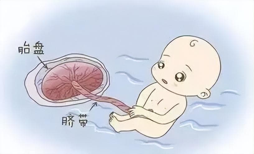 产前检查发现胎儿单脐动脉，宝宝会有问题吗？