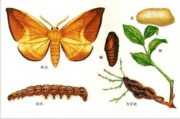 茶园虫害防治系列·第五篇：茶蚕的识别和防治
