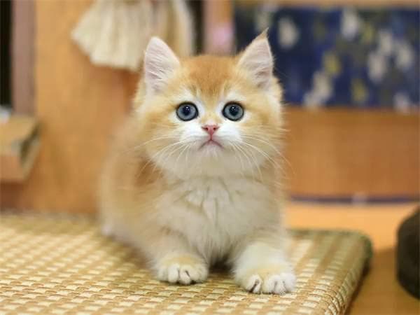 金渐层猫品种介绍：特征、价格与饲养指南