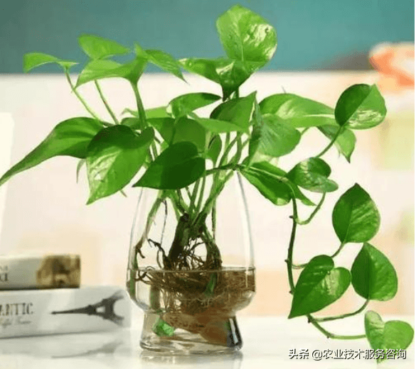 绿萝怎么养殖（简述绿萝的养护方法）